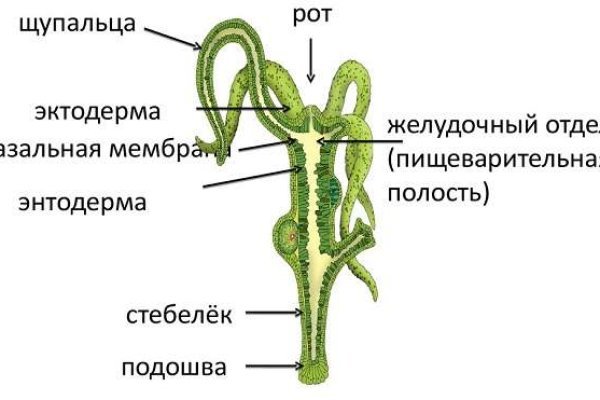 Darknet как войти